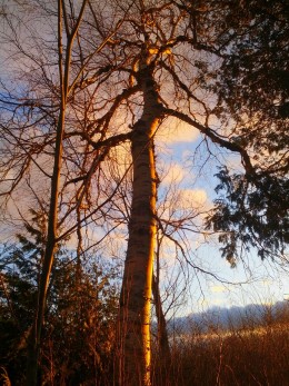 birch