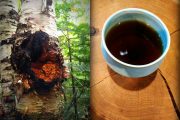 chaga harvest batch#3 chaga harvest batch#3